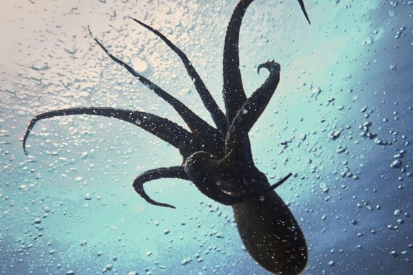 Kraken com зеркало